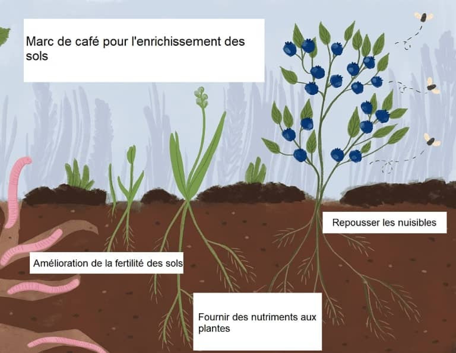 Jardinage Utilisation Du Marc De Caf Comme Engrais Naturel jardinage-utilisation-du-marc-de-caf-comme-engrais-naturel