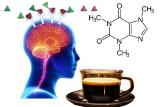 La science du café Comment la caféine affecte-t-elle votre cerveau