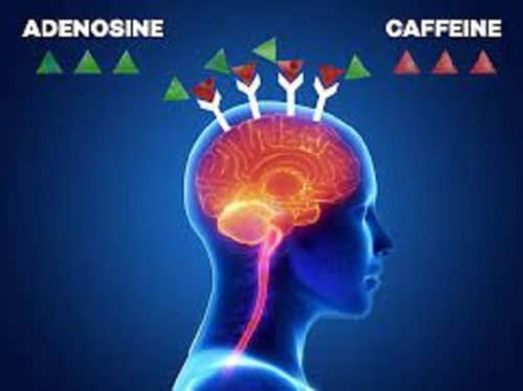 Science Comment la caféine affectetelle votre cerveau — free download