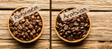 Café Arabica vs Robusta quelles sont les principales différences ?